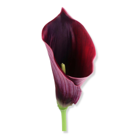 63062 plum