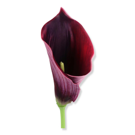 63062 plum