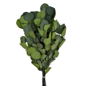 r056 green