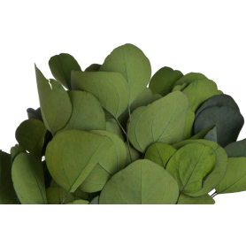 Eukaliptus populus zielony 150g/pacz R056