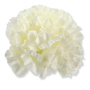 52531 cream