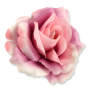 58634 aut lt beauty