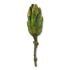 r137 lime