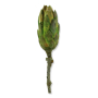 r137 lime
