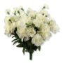 51456 cream