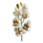 63065 white lampart