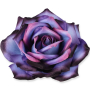 55824 blue purple