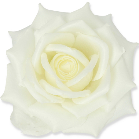 55824 cream