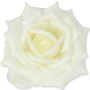 55824 cream