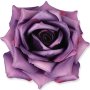 55824 dk purple