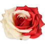 55824 red white