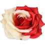 55824 red white