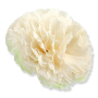 62237 cream green