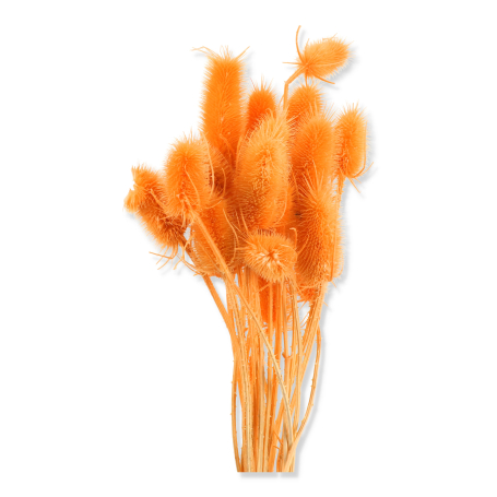 057 orange