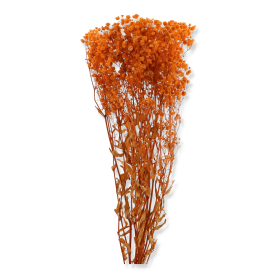 022 lt orange