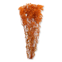 022 lt orange