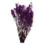 022 purple