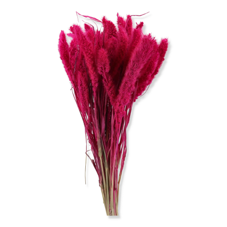 01 lisy fuchsia