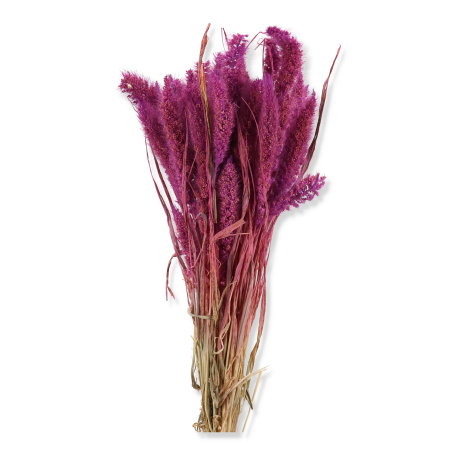 01 lisy violet