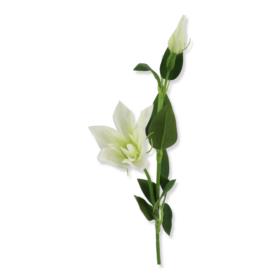 Clematis pojedynczy 47cm 55499 SUN500 SUN500