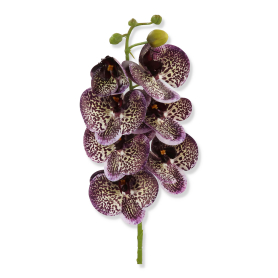 63268 eggplant