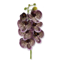 63268 eggplant