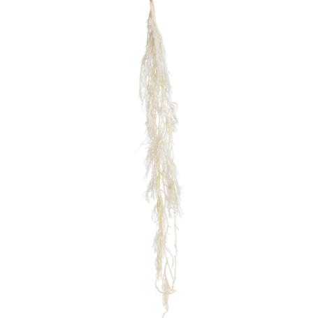 Susz lycopodium 60cm 5szt/pacz 249CAN10514_WH