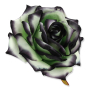 55824 green black