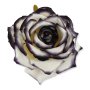 55824 white black