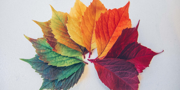 Pomysły na dekoracje z jesiennych liści