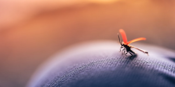 Świece odstraszające komary – jak używać?