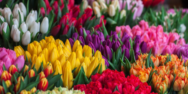 Znaczenie podarowanych kwiatów – okazje, symbolika, ilość