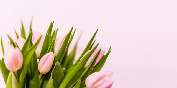 Wiosenne kwiaty w Twoim domu - poznaj je!