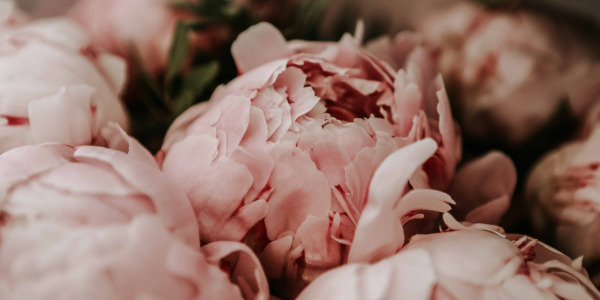 Peonia – kwiat, który skradł serca kobiet w ostatnich latach