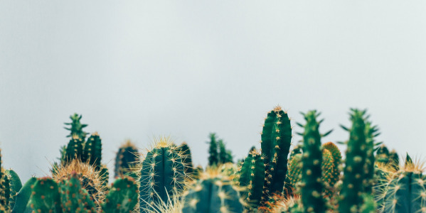 Kaktusy do dekoracji – dlaczego tak je uwielbiamy?
