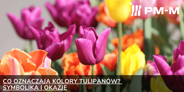 Co oznaczają kolory tulipanów? Symbolika i okazje